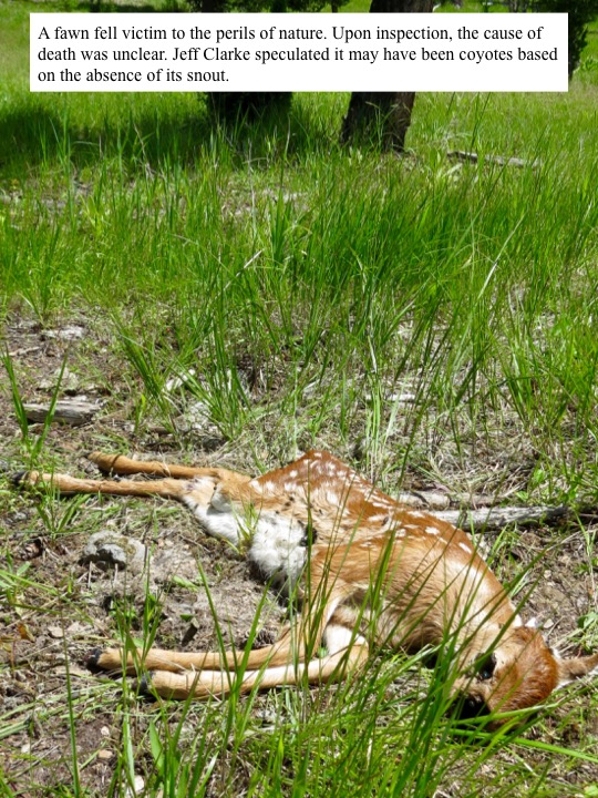 A fawn fell victim to the perils of nature. A fawn fell victim to the perils of nature.