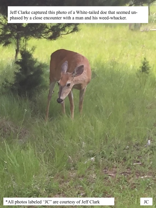 Jeff Clarke captured this photo of a White-tailed doe that seemed un- phased by a close encounter with a man and his weed-whacker. Jeff Clarke captured this photo of a White-tailed doe that seemed un- phased by a close encounter with a man and his weed-whacker.
