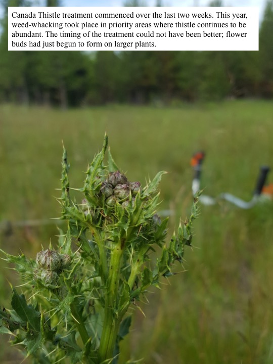 This year, weed-whacking took place in priority areas where thistle continues to be abundant. This year, weed-whacking took place in priority areas where thistle continues to be abundant.