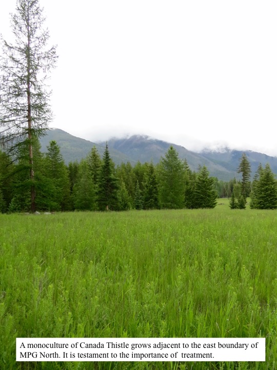 A monoculture of Canada Thistle grows adjacent to the east boundary of MPG North. A monoculture of Canada Thistle grows adjacent to the east boundary of MPG North.