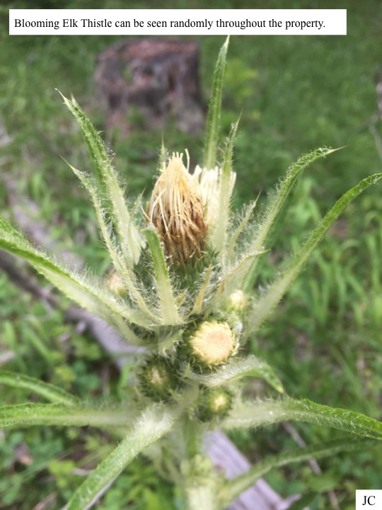 Blooming Elk Thistle can be seen randomly throughout the property. Blooming Elk Thistle can be seen randomly throughout the property.