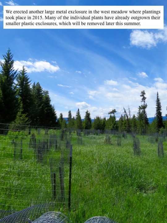 We erected another large metal exclosure in the west meadow where plantings took place in 2015. We erected another large metal exclosure in the west meadow where plantings took place in 2015.
