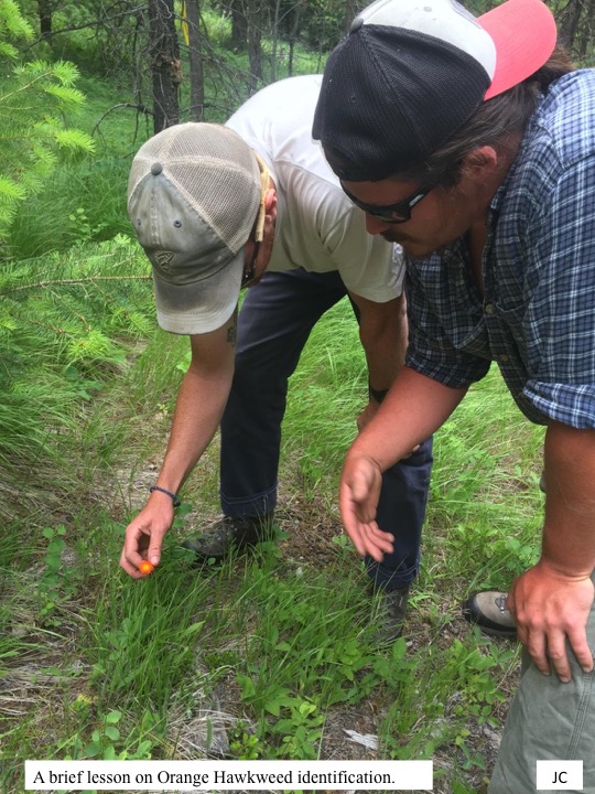 A brief lesson on Orange Hawkweed identification. A brief lesson on Orange Hawkweed identification.