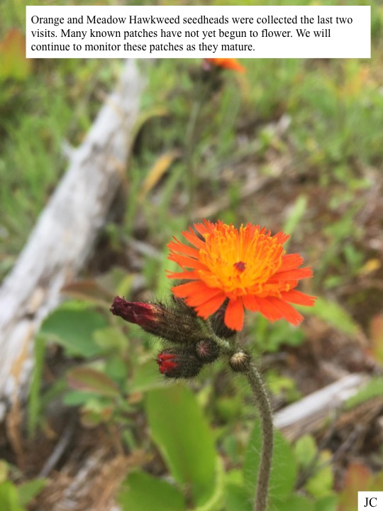 Orange and Meadow Hawkweed seedheads were collected the last two visits. Many known patches have not yet begun to flower. Orange and Meadow Hawkweed seedheads were collected the last two visits. Many known patches have not yet begun to flower.