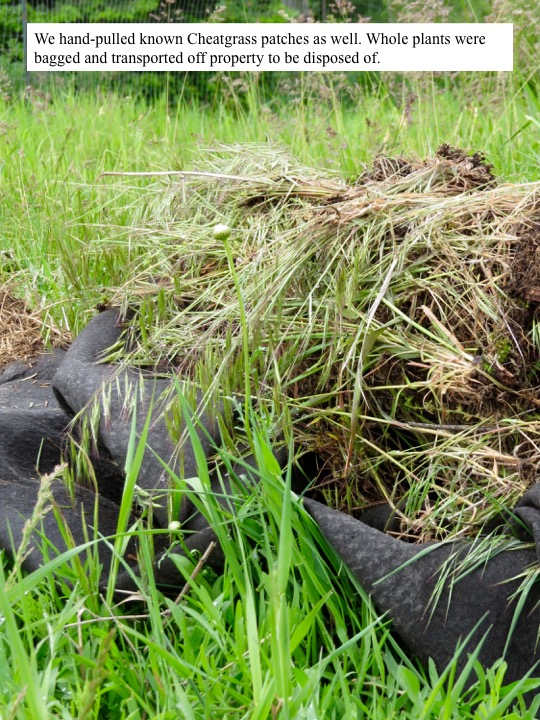 We hand-pulled known Cheatgrass patches as well. Whole plants were bagged and transported off property to be disposed of. We hand-pulled known Cheatgrass patches as well. Whole plants were bagged and transported off property to be disposed of.