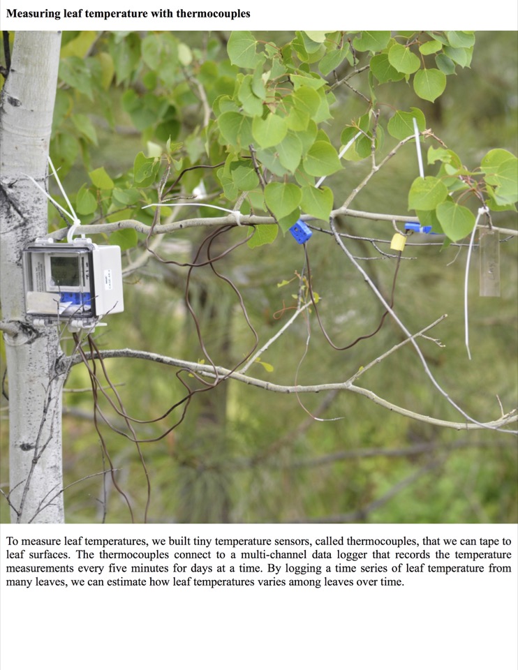 To measure leaf temperatures, we built tiny temperature sensors, called thermocouples, that we can tape to leaf surfaces. To measure leaf temperatures, we built tiny temperature sensors, called thermocouples, that we can tape to leaf surfaces.