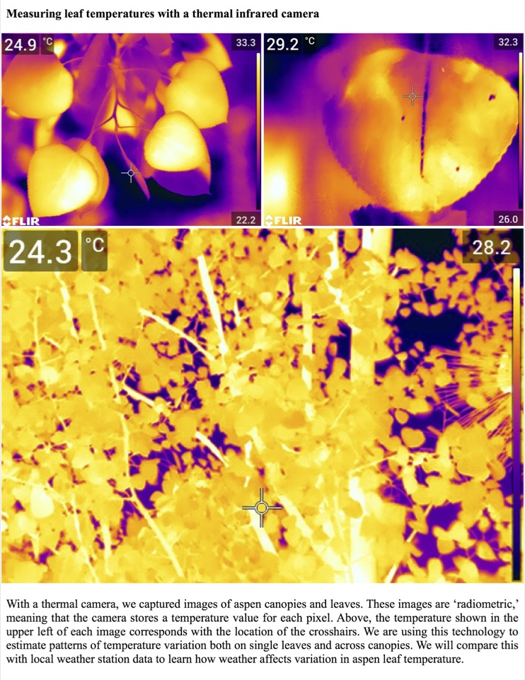 With a thermal camera, we captured images of aspen canopies and leaves. With a thermal camera, we captured images of aspen canopies and leaves.