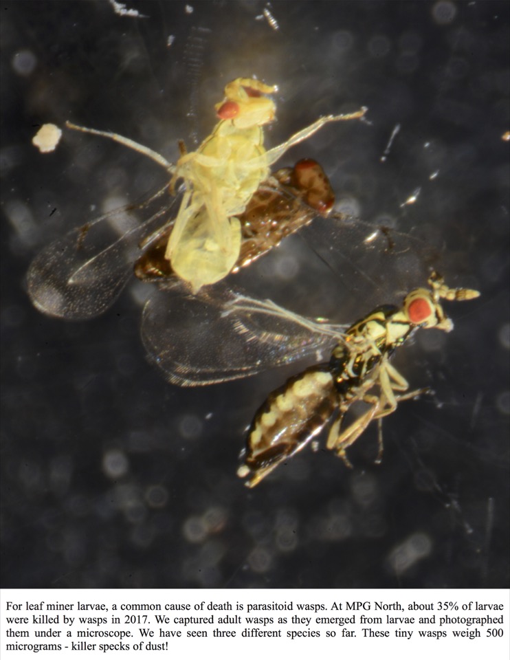 For leaf miner larvae, a common cause of death is parasitoid wasps. For leaf miner larvae, a common cause of death is parasitoid wasps.