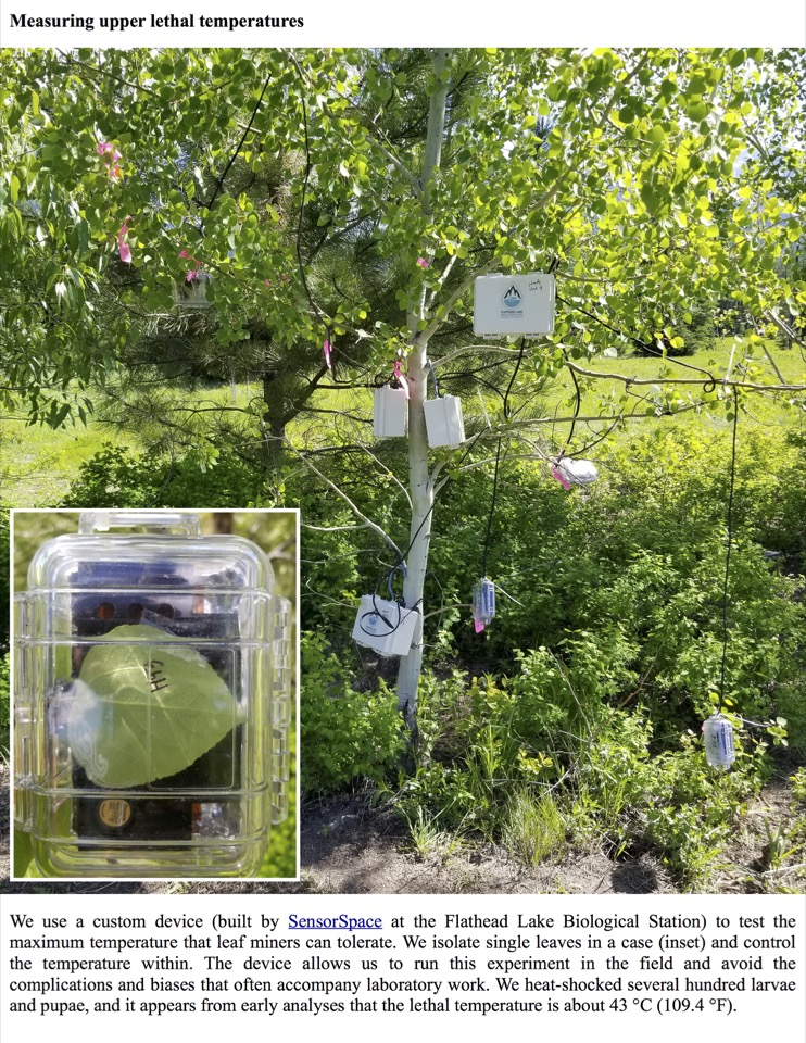 We use a custom device (built by SensorSpace at the Flathead Lake Biological Station) to test the maximum temperature that leaf miners can tolerate. We use a custom device (built by SensorSpace at the Flathead Lake Biological Station) to test the maximum temperature that leaf miners can tolerate.