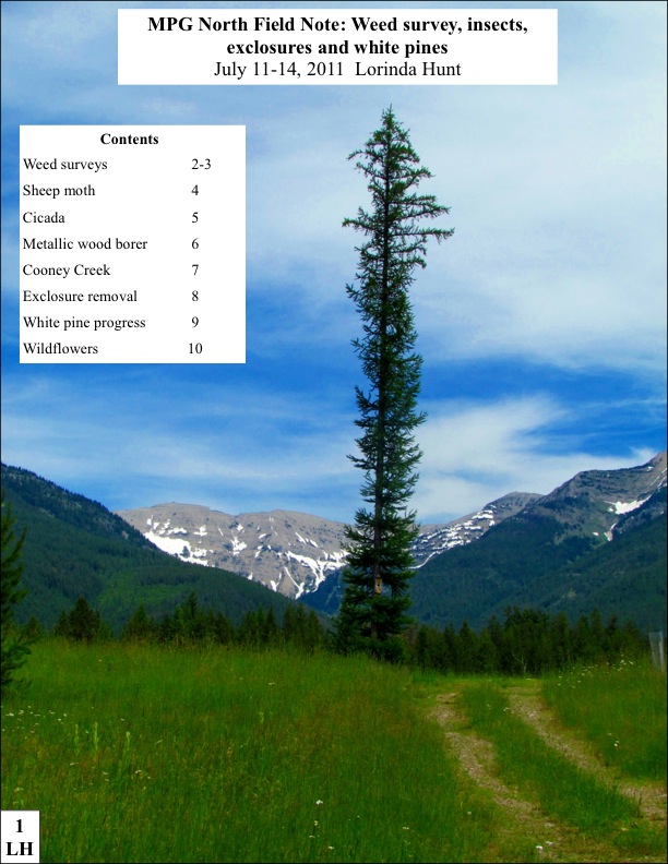 MPG North Field Note: Weed survey, insects, exclosures and white pines July 11-14, 2011 Lorinda Hunt MPG North Field Note: Weed survey, insects, exclosures and white pines July 11-14, 2011 Lorinda Hunt