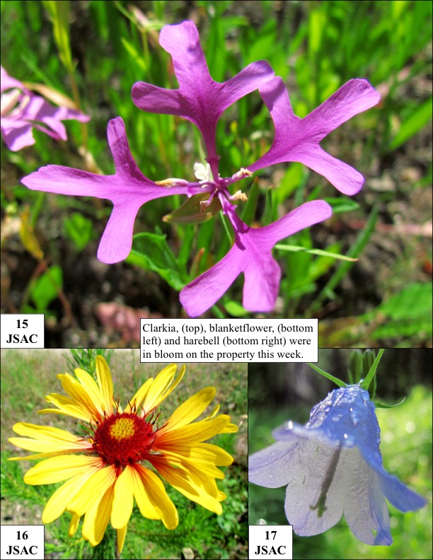 Clarkia, (top), blanketflower, (bottom left) and harebell (bottom right) were in bloom on the property this week. Clarkia, (top), blanketflower, (bottom left) and harebell (bottom right) were in bloom on the property this week.