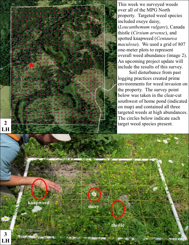 This week we surveyed weeds over all of the MPG North property. Targeted weed species included oxeye daisy, (Leucanthemum vulgare), Canada thistle (Cirsium arvense), and spotted knapweed (Centaurea maculosa). We used a grid of 807 one-meter plots to represent overall weed abundance (image 2). An upcoming project update will include the results of this survey. Soil disturbance from past logging practices created prime environments for weed invasion on the property. The survey point below was taken in the... This week we surveyed weeds over all of the MPG North property. Targeted weed species included oxeye daisy, (Leucanthemum vulgare), Canada thistle (Cirsium arvense), and spotted knapweed (Centaurea maculosa). We used a grid of 807 one-meter plots to represent overall weed abundance (image 2). An upcoming project update will include the results of this survey. Soil disturbance from past logging practices created prime environments for weed invasion on the property. The survey point below was taken in the...