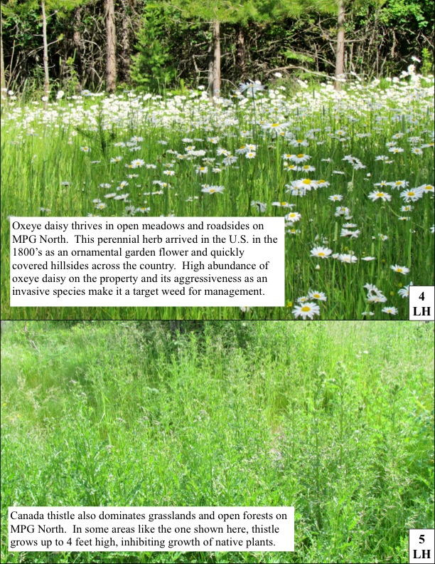 Oxeye daisy thrives in open meadows and roadsides on MPG North. This perennial herb arrived in the U.S. in the 1800’s as an ornamental garden flower and quickly covered hillsides across the country. High abundance of oxeye daisy on the property and its aggressiveness as an invasive species make it a target weed for management. Oxeye daisy thrives in open meadows and roadsides on MPG North. This perennial herb arrived in the U.S. in the 1800’s as an ornamental garden flower and quickly covered hillsides across the country. High abundance of oxeye daisy on the property and its aggressiveness as an invasive species make it a target weed for management.