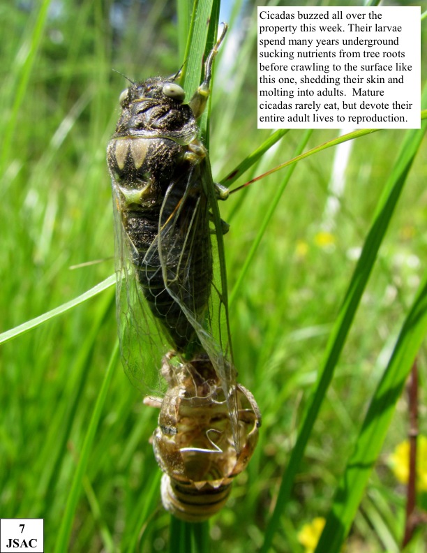 Cicadas buzzed all over the property this week. Their larvae spend many years underground sucking nutrients from tree roots before crawling to the surface like this one, shedding their skin and molting into adults. Mature cicadas rarely eat, but devote their entire adult lives to reproduction. Cicadas buzzed all over the property this week. Their larvae spend many years underground sucking nutrients from tree roots before crawling to the surface like this one, shedding their skin and molting into adults. Mature cicadas rarely eat, but devote their entire adult lives to reproduction.