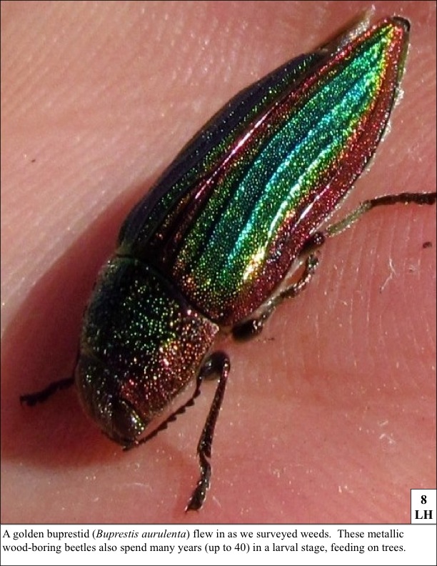 A golden buprestid (Buprestis aurulenta) flew in as we surveyed weeds. These metallic wood-boring beetles also spend many years (up to 40) in a larval stage, feeding on trees. A golden buprestid (Buprestis aurulenta) flew in as we surveyed weeds. These metallic wood-boring beetles also spend many years (up to 40) in a larval stage, feeding on trees.