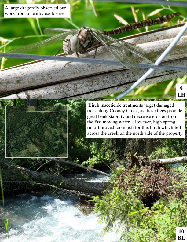 A large dragonfly observed our work from a nearby exclosure. Birch insecticide treatments target damaged trees along Cooney Creek, as these trees provide great bank stability and decrease erosion from the fast moving water. However, high spring runoff proved too much for this birch which fell across the creek on the north side of the property. A large dragonfly observed our work from a nearby exclosure. Birch insecticide treatments target damaged trees along Cooney Creek, as these trees provide great bank stability and decrease erosion from the fast moving water. However, high spring runoff proved too much for this birch which fell across the creek on the north side of the property.