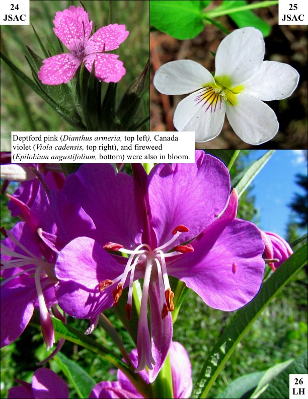 Deptford pink (Dianthus armeria, top left), Canada violet (Viola cadensis, top right), and fireweed (Epilobium angustifolium, bottom) were also in bloom. Deptford pink (Dianthus armeria, top left), Canada violet (Viola cadensis, top right), and fireweed (Epilobium angustifolium, bottom) were also in bloom.