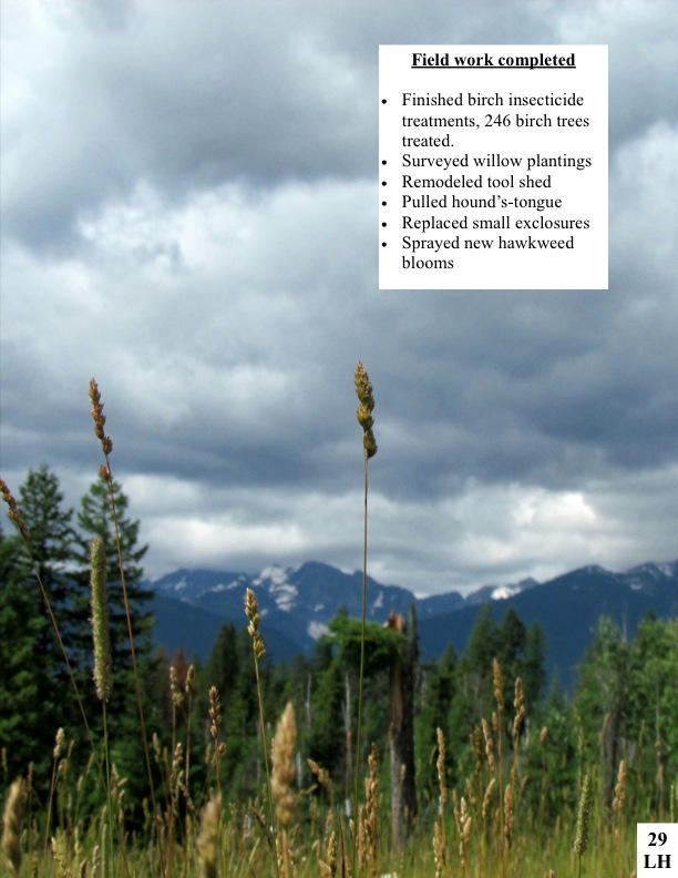 Field work completed  Finished birch insecticide treatments, 246 birch trees treated. Surveyed willow plantings Remodeled tool shed Pulled hound’s-tongue Replaced small exclosures Sprayed new hawkweed blooms Field work completed  Finished birch insecticide treatments, 246 birch trees treated. Surveyed willow plantings Remodeled tool shed Pulled hound’s-tongue Replaced small exclosures Sprayed new hawkweed blooms
