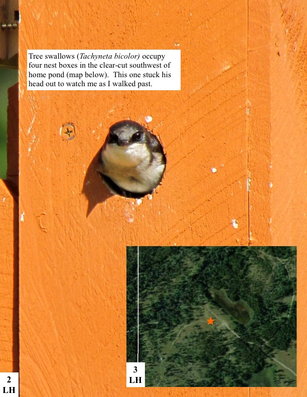 Tree swallows (Tachyneta bicolor) occupy four nest boxes in the clear-cut southwest of home pond (map below). This one stuck his head out to watch me as I walked past. Tree swallows (Tachyneta bicolor) occupy four nest boxes in the clear-cut southwest of home pond (map below). This one stuck his head out to watch me as I walked past.