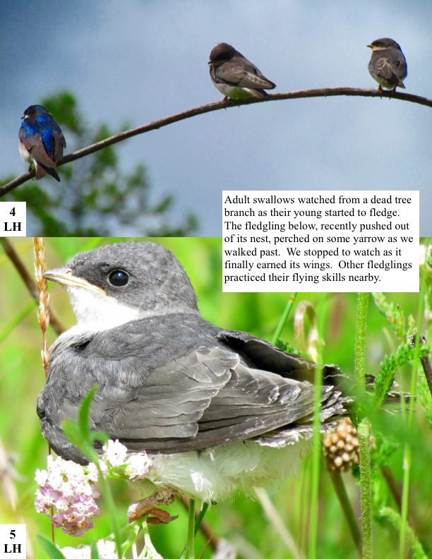  Adult swallows watched from a dead tree branch as their young started to fledge. The fledgling below, recently pushed out of its nest, perched on some yarrow as we walked past. We stopped to watch as it finally earned its wings. Other fledglings practiced their flying skills nearby.  Adult swallows watched from a dead tree branch as their young started to fledge. The fledgling below, recently pushed out of its nest, perched on some yarrow as we walked past. We stopped to watch as it finally earned its wings. Other fledglings practiced their flying skills nearby.