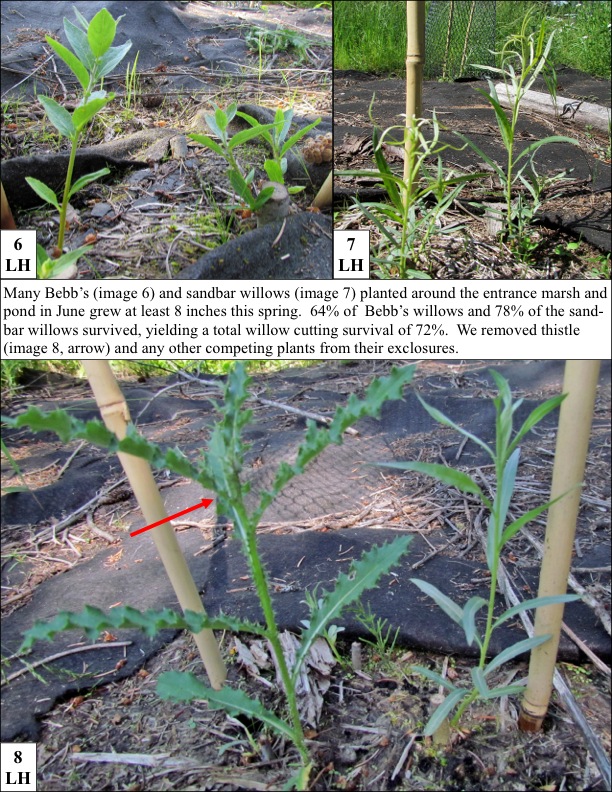 Many Bebb’s (image 6) and sandbar willows (image 7) planted around the entrance marsh and pond in June grew at least 8 inches this spring. 64% of Bebb’s willows and 78% of the sand- bar willows survived, yielding a total willow cutting survival of 72%. We removed thistle (image 8, arrow) and any other competing plants from their exclosures. Many Bebb’s (image 6) and sandbar willows (image 7) planted around the entrance marsh and pond in June grew at least 8 inches this spring. 64% of Bebb’s willows and 78% of the sand- bar willows survived, yielding a total willow cutting survival of 72%. We removed thistle (image 8, arrow) and any other competing plants from their exclosures.