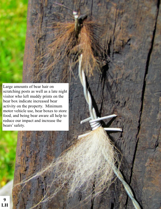 Large amounts of bear hair on scratching posts as well as a late night visitor who left muddy prints on the bear box indicate increased bear activity on the property. Minimum motor vehicle use, bear boxes to store food, and being bear aware all help to reduce our impact and increase the bears’ safety. Large amounts of bear hair on scratching posts as well as a late night visitor who left muddy prints on the bear box indicate increased bear activity on the property. Minimum motor vehicle use, bear boxes to store food, and being bear aware all help to reduce our impact and increase the bears’ safety.