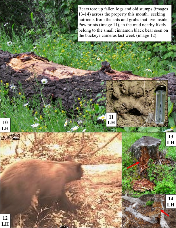 Bears tore up fallen logs and old stumps (images 13-14) across the property this month, seeking nutrients from the ants and grubs that live inside. Paw prints (image 11), in the mud nearby likely belong to the small cinnamon black bear seen on the buckeye cameras last week (image 12). Bears tore up fallen logs and old stumps (images 13-14) across the property this month, seeking nutrients from the ants and grubs that live inside. Paw prints (image 11), in the mud nearby likely belong to the small cinnamon black bear seen on the buckeye cameras last week (image 12).