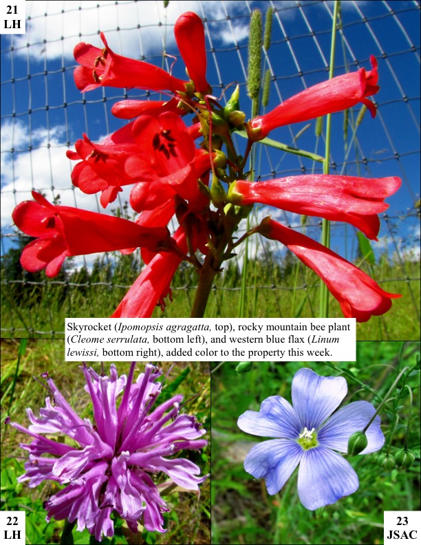 Skyrocket (Ipomopsis agragatta, top), rocky mountain bee plant (Cleome serrulata, bottom left), and western blue flax (Linum lewissi, bottom right), added color to the property this week. Skyrocket (Ipomopsis agragatta, top), rocky mountain bee plant (Cleome serrulata, bottom left), and western blue flax (Linum lewissi, bottom right), added color to the property this week.