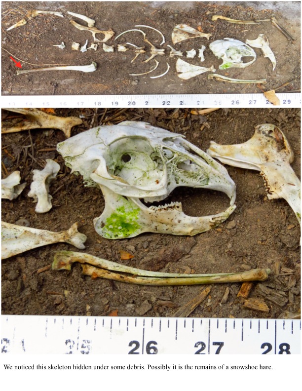 We noticed this skeleton hidden under some debris. Possibly it is the remains of a snowshoe hare. We noticed this skeleton hidden under some debris. Possibly it is the remains of a snowshoe hare.
