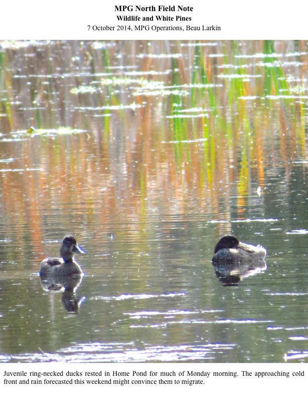 Juvenile ring-necked ducks rested in Home Pond for much of Monday morning. The approaching cold front and rain forecasted this weekend might convince them to migrate. Juvenile ring-necked ducks rested in Home Pond for much of Monday morning. The approaching cold front and rain forecasted this weekend might convince them to migrate.