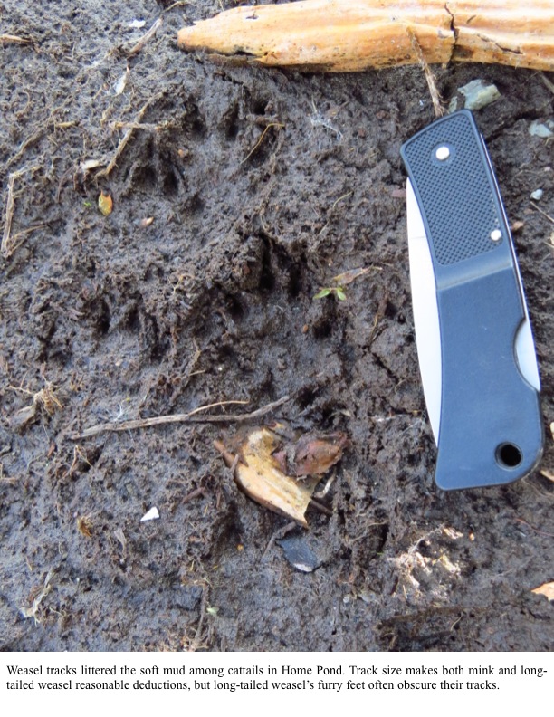 Weasel tracks littered the soft mud among cattails in Home Pond. Track size makes both mink and longtailed weasel reasonable deductions, but long-tailed weasel’s furry feet often obscure their tracks. Weasel tracks littered the soft mud among cattails in Home Pond. Track size makes both mink and longtailed weasel reasonable deductions, but long-tailed weasel’s furry feet often obscure their tracks.
