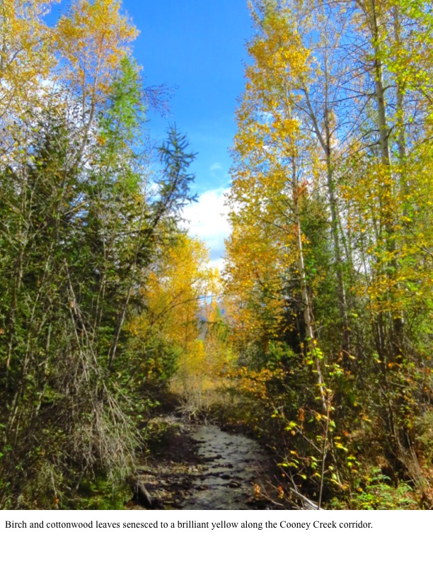 Birch and cottonwood leaves senesced to a brilliant yellow along the Cooney Creek corridor. Birch and cottonwood leaves senesced to a brilliant yellow along the Cooney Creek corridor.