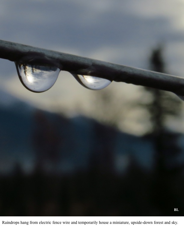 Raindrops hang from electric fence wire and temporarily house a miniature, upside-down forest and sky. Raindrops hang from electric fence wire and temporarily house a miniature, upside-down forest and sky.