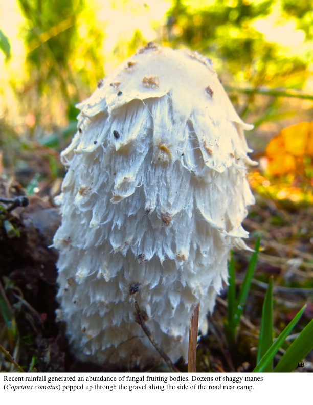 Recent rainfall generated an abundance of fungal fruiting bodies. Dozens of shaggy manes (Coprinus comatus) popped up through the gravel along the side of the road near camp. Recent rainfall generated an abundance of fungal fruiting bodies. Dozens of shaggy manes (Coprinus comatus) popped up through the gravel along the side of the road near camp.