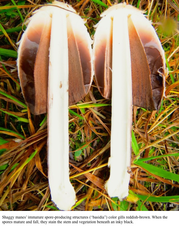 Shaggy manes’ immature spore-producing structures (“basidia”) color gills reddish-brown. When the spores mature and fall, they stain the stem and vegetation beneath an inky black. Shaggy manes’ immature spore-producing structures (“basidia”) color gills reddish-brown. When the spores mature and fall, they stain the stem and vegetation beneath an inky black.