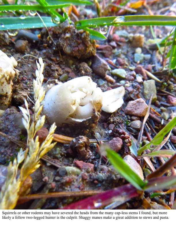 Squirrels or other rodents may have severed the heads from the many cap-less stems I found, but more likely a fellow two-legged hunter is the culprit. Shaggy manes make a great addition to stews and pasta. Squirrels or other rodents may have severed the heads from the many cap-less stems I found, but more likely a fellow two-legged hunter is the culprit. Shaggy manes make a great addition to stews and pasta.