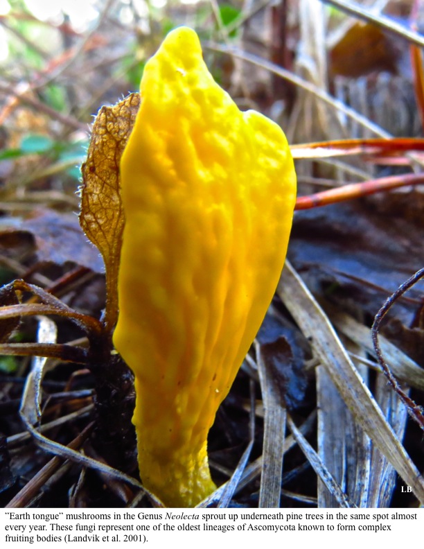 ”Earth tongue” mushrooms in the Genus Neolecta sprout up underneath pine trees in the same spot almost every year. These fungi represent one of the oldest lineages of Ascomycota known to form complex fruiting bodies (Landvik et al. 2001). ”Earth tongue” mushrooms in the Genus Neolecta sprout up underneath pine trees in the same spot almost every year. These fungi represent one of the oldest lineages of Ascomycota known to form complex fruiting bodies (Landvik et al. 2001).