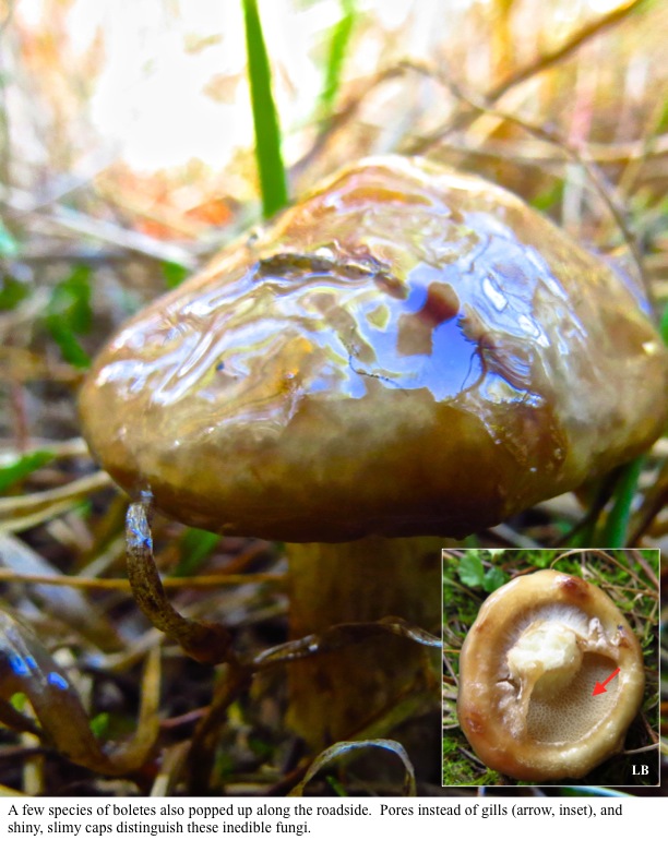 A few species of boletes also popped up along the roadside. Pores instead of gills (arrow, inset), and shiny, slimy caps distinguish these inedible fungi. A few species of boletes also popped up along the roadside. Pores instead of gills (arrow, inset), and shiny, slimy caps distinguish these inedible fungi.