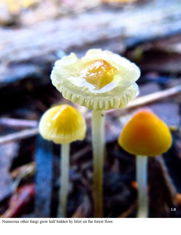 Numerous other fungi grew half hidden by litter on the forest floor. Numerous other fungi grew half hidden by litter on the forest floor.