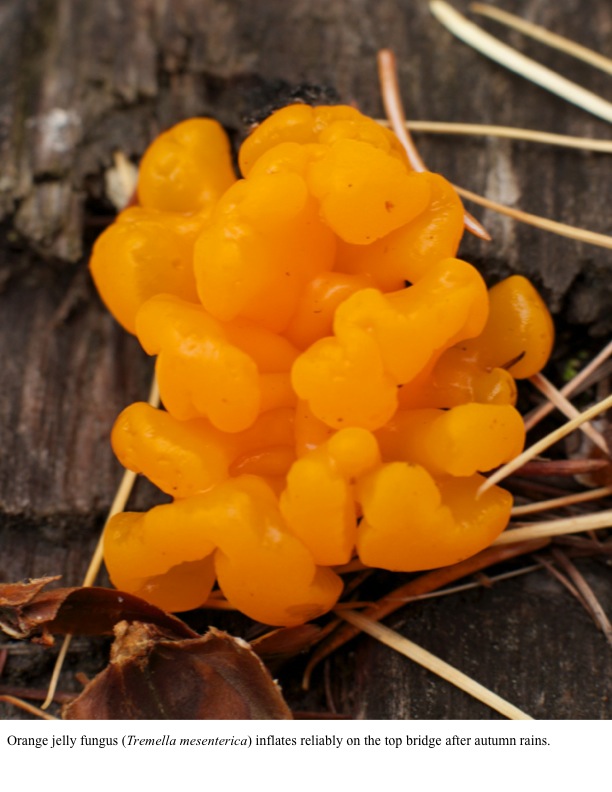 Orange jelly fungus (Tremella mesenterica) inflates reliably on the top bridge after autumn rains. Orange jelly fungus (Tremella mesenterica) inflates reliably on the top bridge after autumn rains.