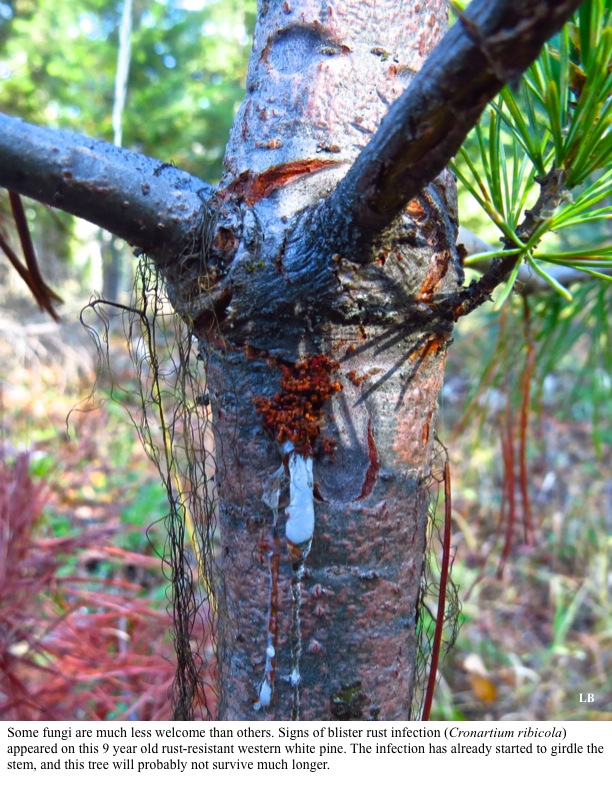 Some fungi are much less welcome than others. Signs of blister rust infection (Cronartium ribicola) appeared on this 9 year old rust-resistant western white pine. The infection has already started to girdle the stem, and this tree will probably not survive much longer. Some fungi are much less welcome than others. Signs of blister rust infection (Cronartium ribicola) appeared on this 9 year old rust-resistant western white pine. The infection has already started to girdle the stem, and this tree will probably not survive much longer.