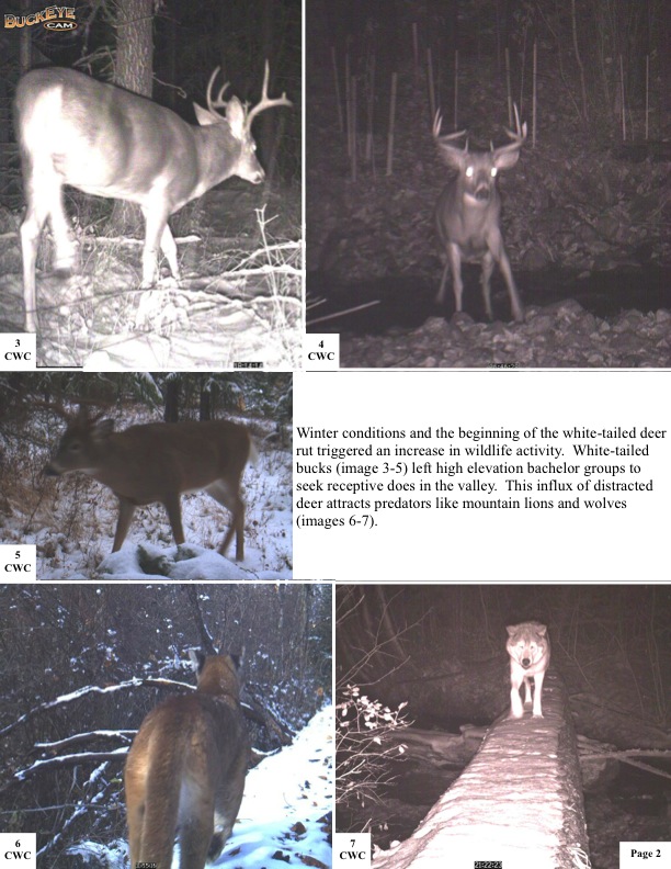 Winter conditions and the beginning of the white-tailed deer rut triggered an increase in wildlife activity. White-tailed bucks (image 3-5) left high elevation bachelor groups to seek receptive does in the valley. This influx of distracted deer attracts predators like mountain lions and wolves (images 6-7). Winter conditions and the beginning of the white-tailed deer rut triggered an increase in wildlife activity. White-tailed bucks (image 3-5) left high elevation bachelor groups to seek receptive does in the valley. This influx of distracted deer attracts predators like mountain lions and wolves (images 6-7).