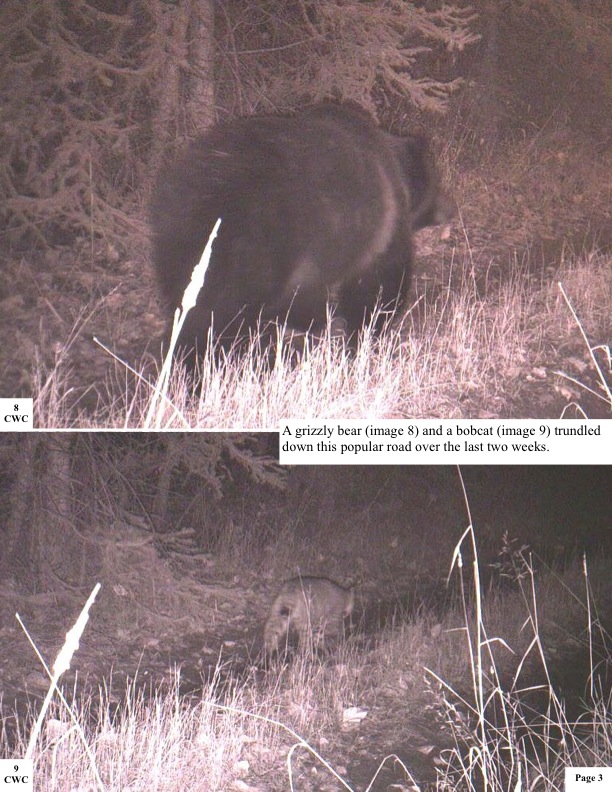 A grizzly bear (image 8) and a bobcat (image 9) trundled down this popular road over the last two weeks. A grizzly bear (image 8) and a bobcat (image 9) trundled down this popular road over the last two weeks.