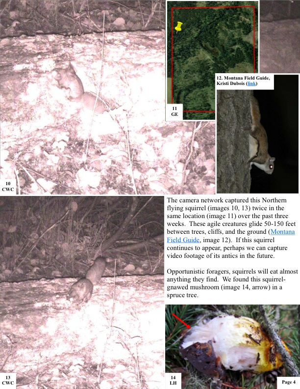 The camera network captured this Northern flying squirrel (images 10, 13) twice in the same location (image 11) over the past three weeks. These agile creatures glide 50-150 feet between trees, cliffs, and the ground (Montana Field Guide, image 12). If this squirrel continues to appear, perhaps we can capture video footage of its antics in the future. The camera network captured this Northern flying squirrel (images 10, 13) twice in the same location (image 11) over the past three weeks. These agile creatures glide 50-150 feet between trees, cliffs, and the ground (Montana Field Guide, image 12). If this squirrel continues to appear, perhaps we can capture video footage of its antics in the future.