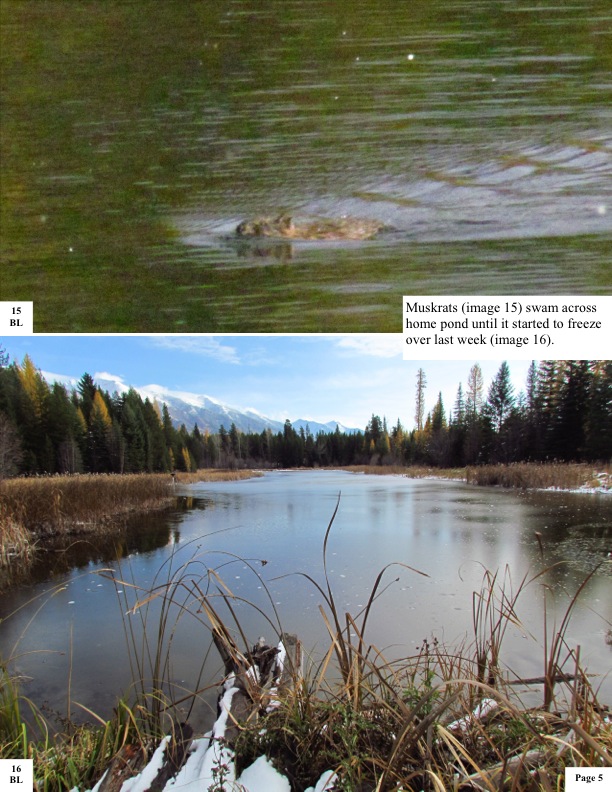 Muskrats (image 15) swam across home pond until it started to freeze over last week (image 16). Muskrats (image 15) swam across home pond until it started to freeze over last week (image 16).