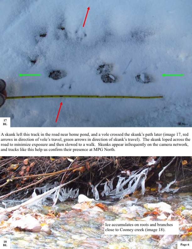 A skunk left this track in the road near home pond, and a vole crossed the skunk’s path later (image 17, red arrows in direction of vole’s travel, green arrows in direction of skunk’s travel). The skunk loped across the road to minimize exposure and then slowed to a walk. Skunks appear infrequently on the camera network, and tracks like this help us confirm their presence at MPG North. A skunk left this track in the road near home pond, and a vole crossed the skunk’s path later (image 17, red arrows in direction of vole’s travel, green arrows in direction of skunk’s travel). The skunk loped across the road to minimize exposure and then slowed to a walk. Skunks appear infrequently on the camera network, and tracks like this help us confirm their presence at MPG North.