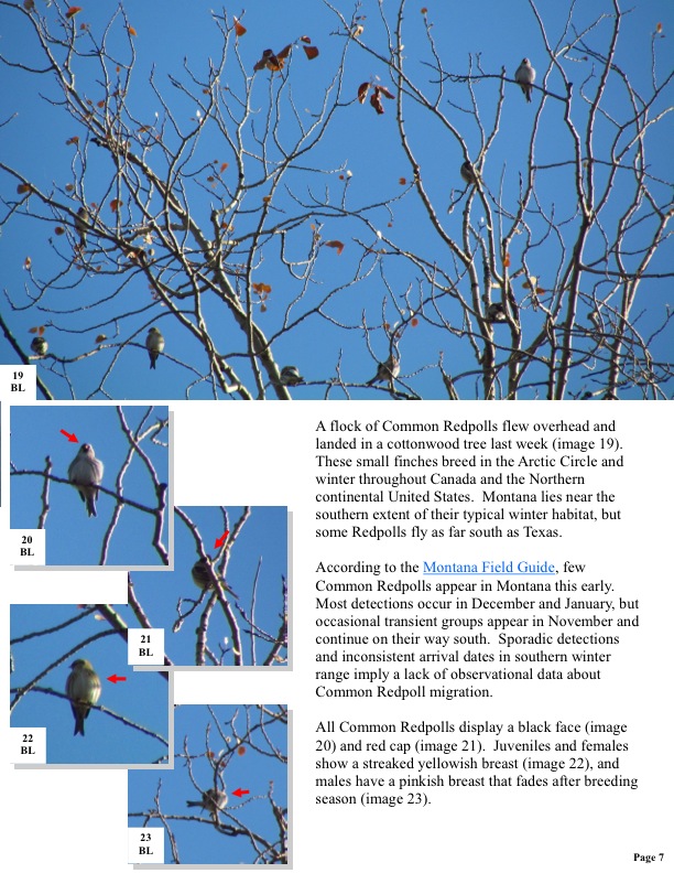 A flock of Common Redpolls flew overhead and landed in a cottonwood tree last week (image 19). These small finches breed in the Arctic Circle and winter throughout Canada and the Northern continental United States. Montana lies near the southern extent of their typical winter habitat, but some Redpolls fly as far south as Texas. A flock of Common Redpolls flew overhead and landed in a cottonwood tree last week (image 19). These small finches breed in the Arctic Circle and winter throughout Canada and the Northern continental United States. Montana lies near the southern extent of their typical winter habitat, but some Redpolls fly as far south as Texas.