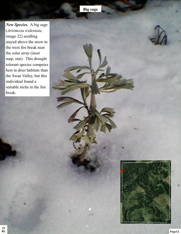 New Species. A big sage (Artemesia tridentata, image 22) seedling stayed above the snow in the west fire break near the solar array (inset map, star). This drought tolerant species competes best in drier habitats than the Swan Valley, but this individual found a suitable niche in the fire break. New Species. A big sage (Artemesia tridentata, image 22) seedling stayed above the snow in the west fire break near the solar array (inset map, star). This drought tolerant species competes best in drier habitats than the Swan Valley, but this individual found a suitable niche in the fire break.