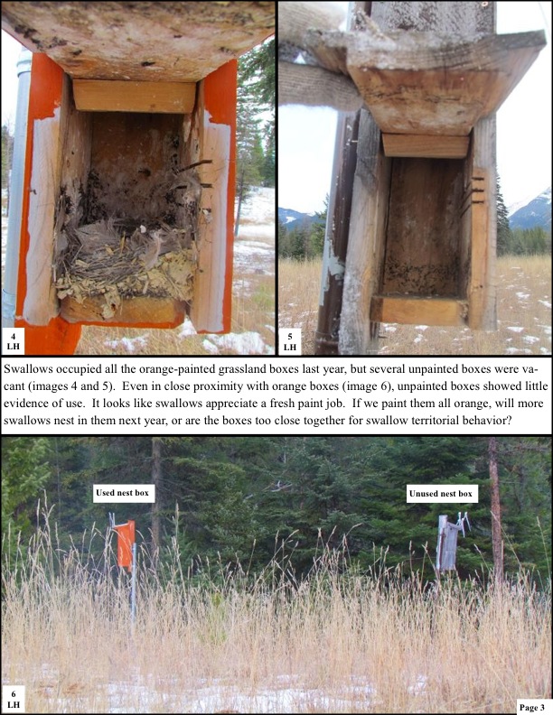 Swallows occupied all the orange-painted grassland boxes last year, but several unpainted boxes were va- cant (images 4 and 5). Even in close proximity with orange boxes (image 6), unpainted boxes showed little evidence of use. It looks like swallows appreciate a fresh paint job. If we paint them all orange, will more swallows nest in them next year, or are the boxes too close together for swallow territorial behavior? Swallows occupied all the orange-painted grassland boxes last year, but several unpainted boxes were va- cant (images 4 and 5). Even in close proximity with orange boxes (image 6), unpainted boxes showed little evidence of use. It looks like swallows appreciate a fresh paint job. If we paint them all orange, will more swallows nest in them next year, or are the boxes too close together for swallow territorial behavior?