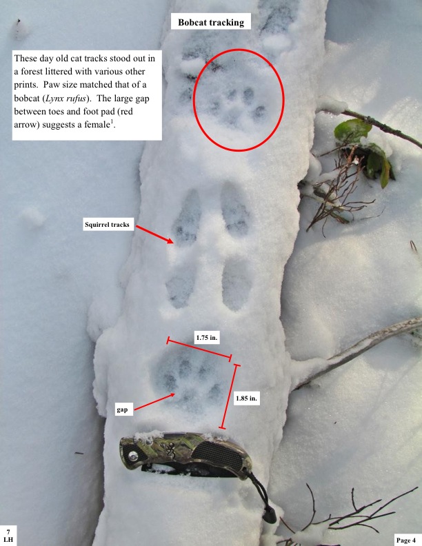 Bobcat tracking. These day old cat tracks stood out in a forest littered with various other prints. Paw size matched that of a bobcat (Lynx rufus). The large gap between toes and foot pad (red arrow) suggests a female1. Bobcat tracking. These day old cat tracks stood out in a forest littered with various other prints. Paw size matched that of a bobcat (Lynx rufus). The large gap between toes and foot pad (red arrow) suggests a female1.